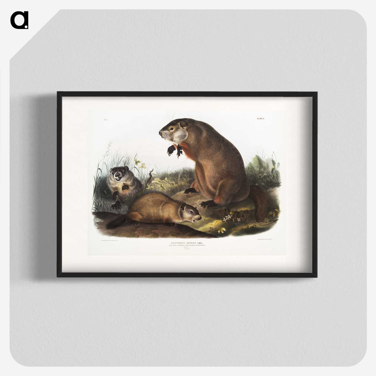 1-41_The-Viviparous-Quadrupeds_blk