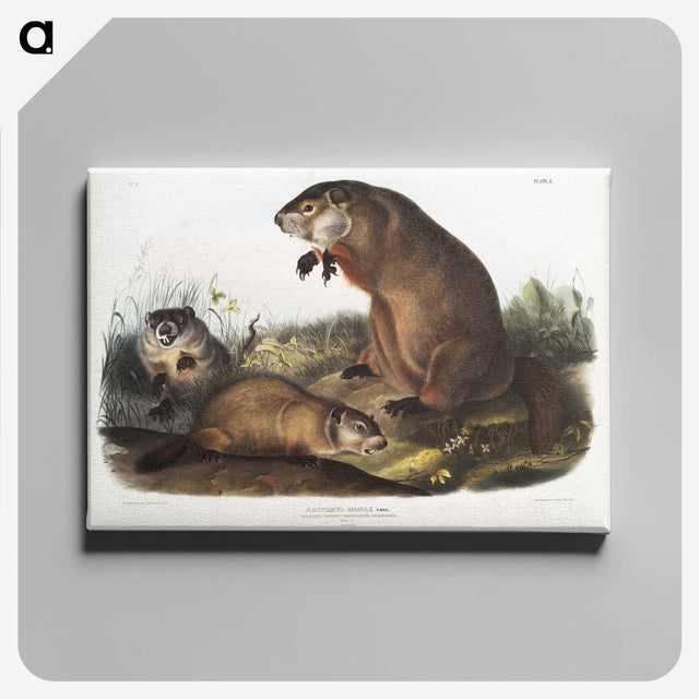 1-41_The-Viviparous-Quadrupeds_canvas
