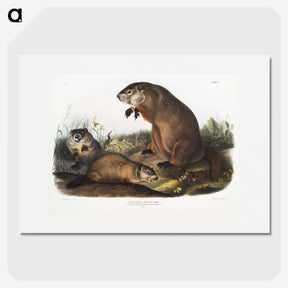 1-41_The-Viviparous-Quadrupeds_picture