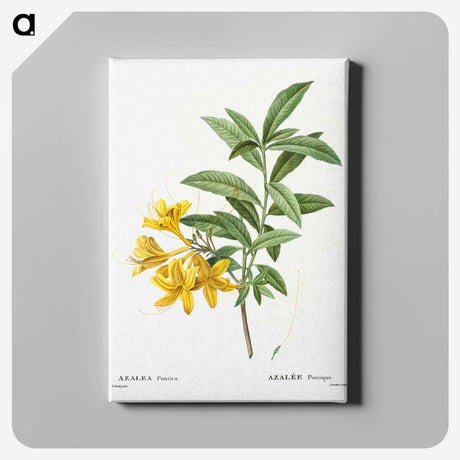 1-41_Treatise-on-Trees-and-Shrubs_canvas