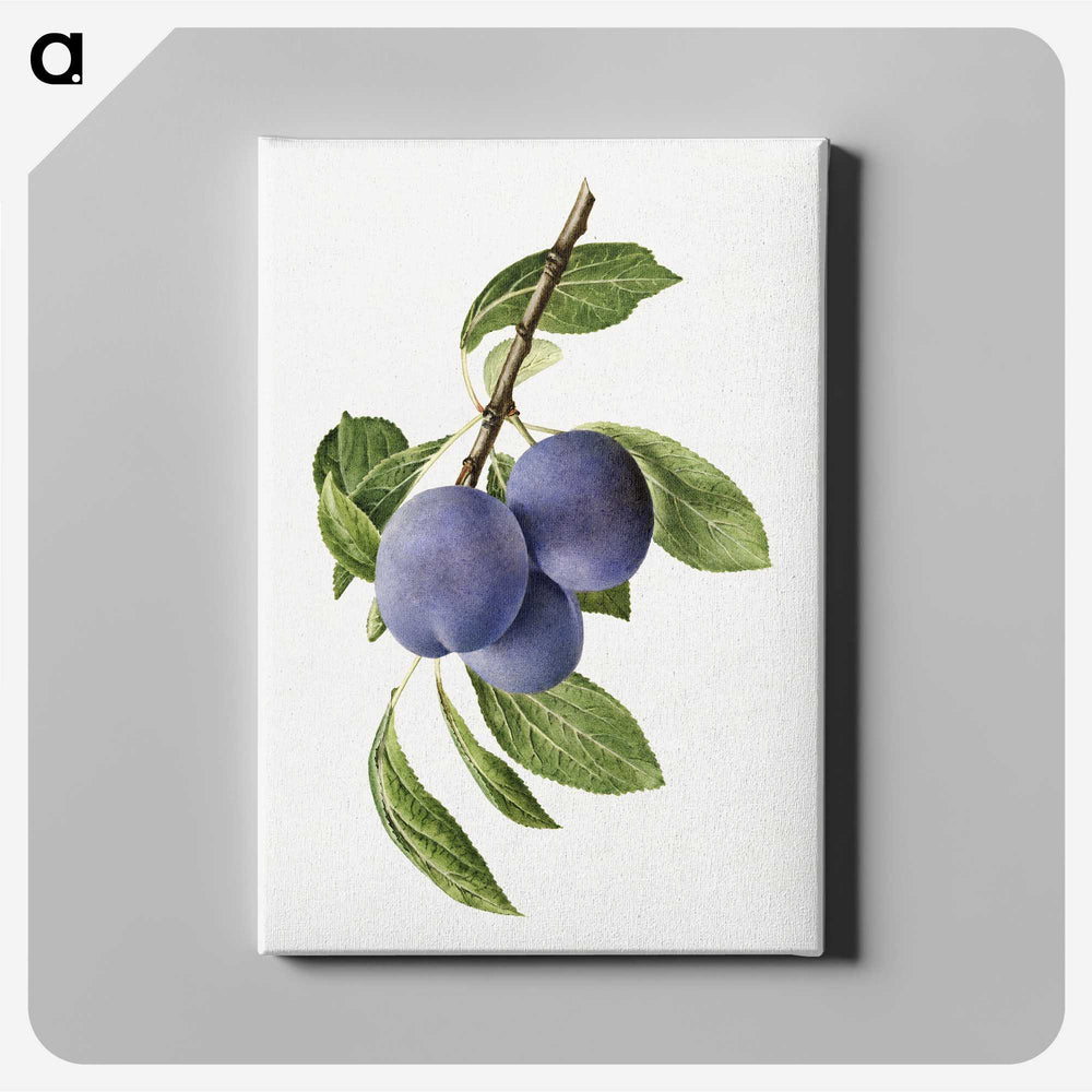 1-41_USDA-Watercolor-Fruit-Painting-Collection_canvas