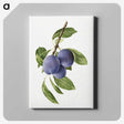 1-41_USDA-Watercolor-Fruit-Painting-Collection_canvas