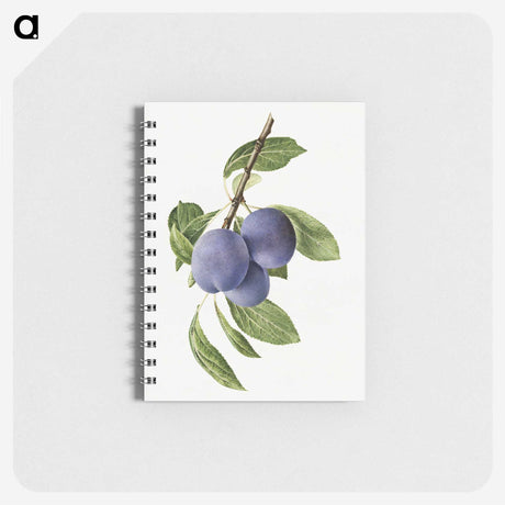1-41_USDA-Watercolor-Fruit-Painting-Collection_memo
