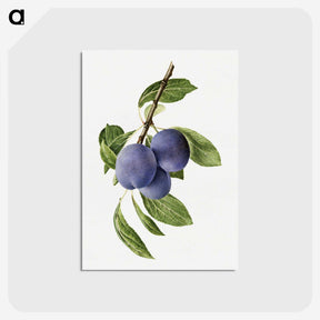 1-41_USDA-Watercolor-Fruit-Painting-Collection_postcard