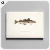 Cod - ヴィルヘルム フォン ライト Canvas.