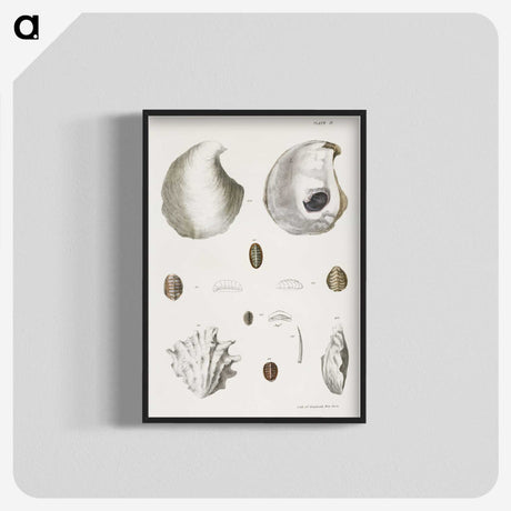 1-41_Zoology-of-New-York_blk-crop