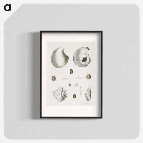 1-41_Zoology-of-New-York_blk