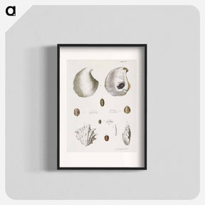 アートポスター-Different types of seashells illustration from Zoology of New York by James Ellsworth De Kay - ニューヨークの動物学 Poster.