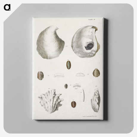 1-41_Zoology-of-New-York_canvas