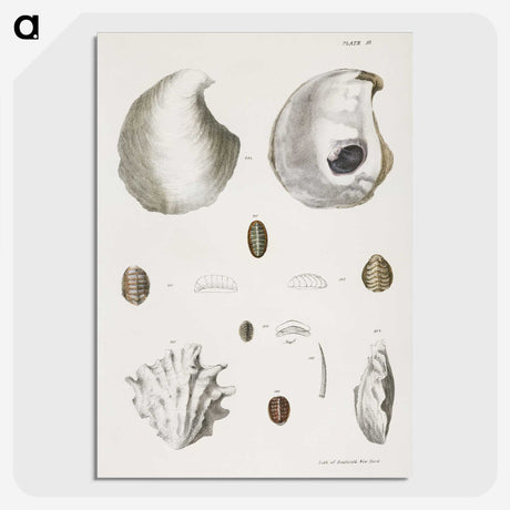 1-41_Zoology-of-New-York_picture-crop