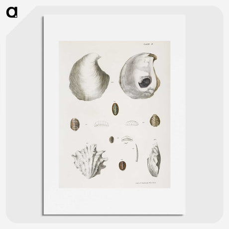 1-41_Zoology-of-New-York_picture