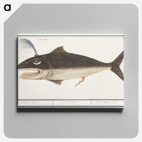 1-42_Anselmus-Boetius-de-Boodt_canvas