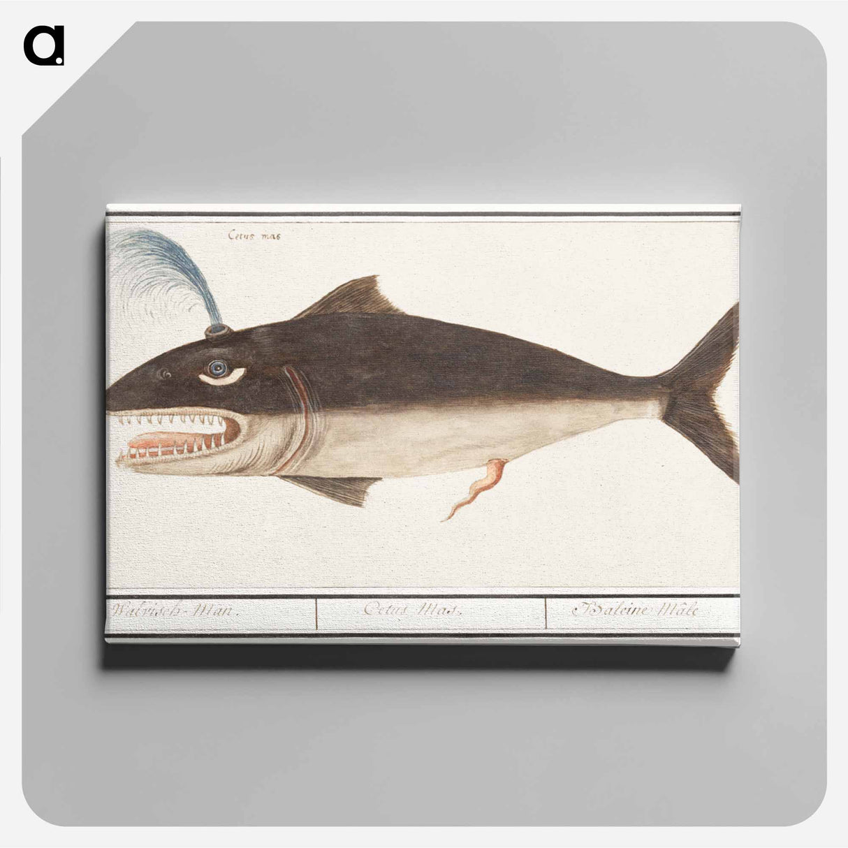 Whale, Cetus - アンセルムス ボエティウス デ ブート Canvas.
