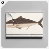 Whale, Cetus - アンセルムス ボエティウス デ ブート Canvas.