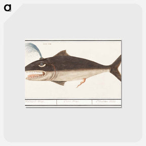 アートポストカード-Whale, Cetus - アンセルムス ボエティウス デ ブート Postcard.