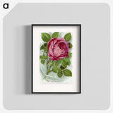 1-42_Botanical-Specimen-Plates_blk