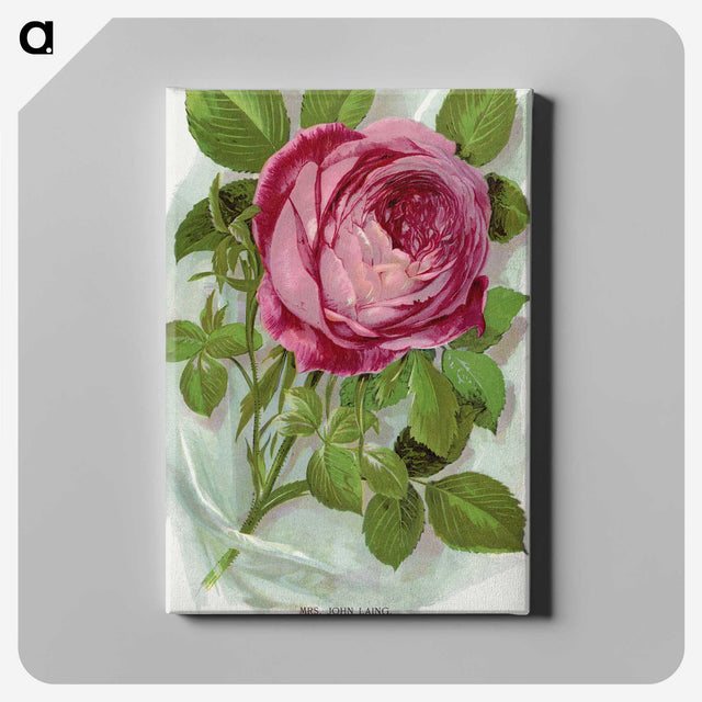 1-42_Botanical-Specimen-Plates_canvas