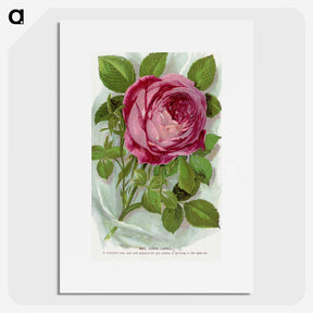 1-42_Botanical-Specimen-Plates_picture