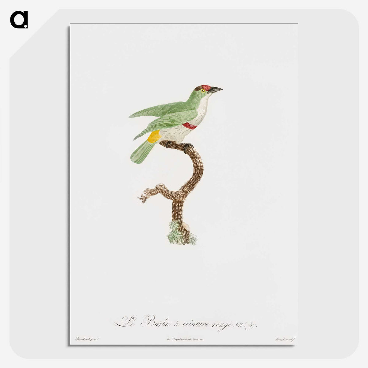 1-42_Des-Oiseaux-de-Paradis_picture-crop