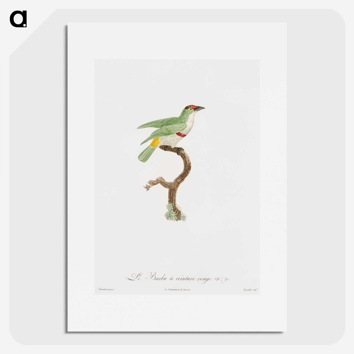 1-42_Des-Oiseaux-de-Paradis_picture
