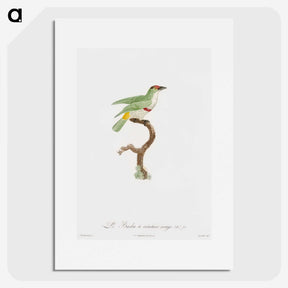 1-42_Des-Oiseaux-de-Paradis_picture