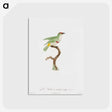 1-42_Des-Oiseaux-de-Paradis_postcard