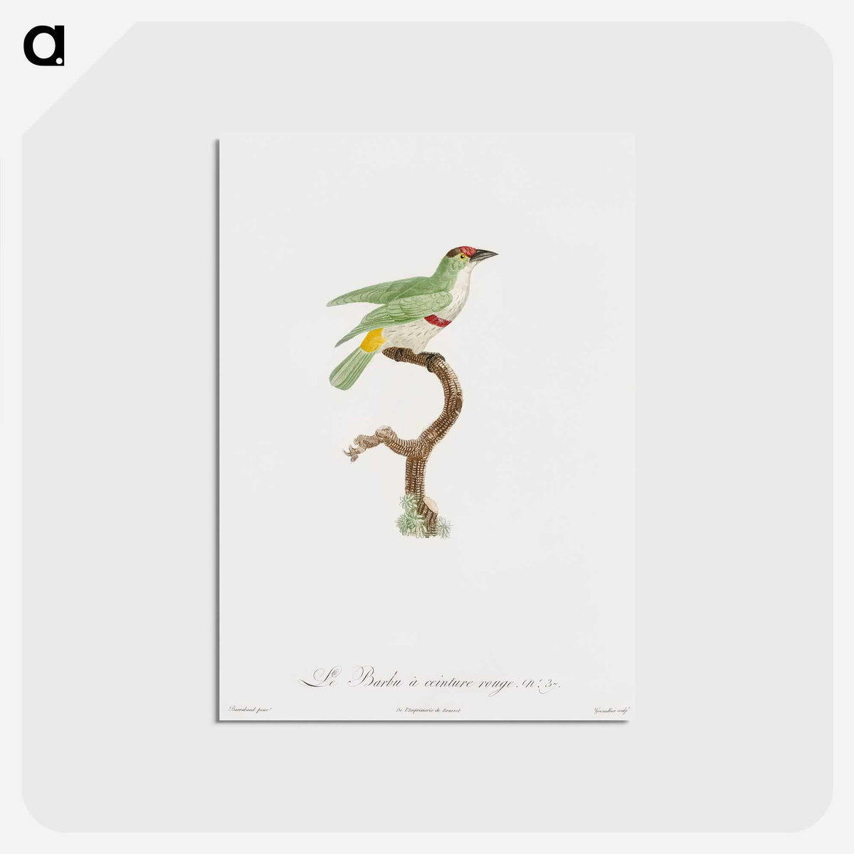 1-42_Des-Oiseaux-de-Paradis_postcard