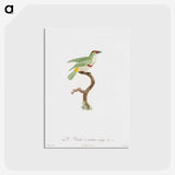 1-42_Des-Oiseaux-de-Paradis_postcard