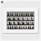 1-42_Eadweard-Muybridge_picture