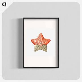 アートポスター-Vintage starfish marine life illustration - エルンスト ヘッケル Poster.