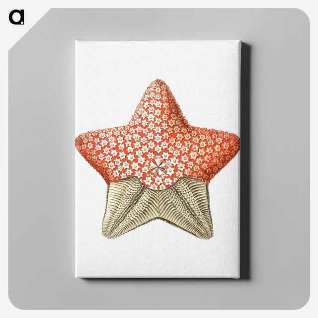 1-42_Ernst-Haeckel_canvas