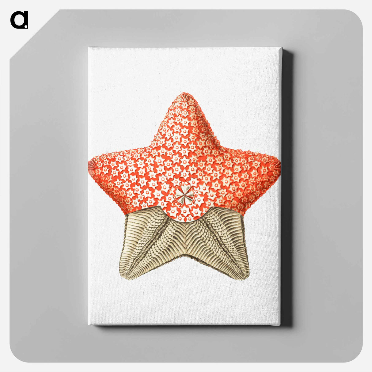 Vintage starfish marine life illustration - エルンスト ヘッケル Canvas.