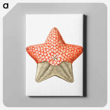Vintage starfish marine life illustration - エルンスト ヘッケル Canvas.