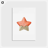アートポストカード-Vintage starfish marine life illustration - エルンスト ヘッケル Postcard.