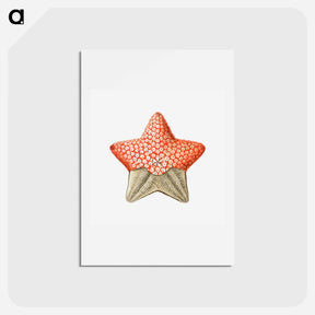 アートポストカード-Vintage starfish marine life illustration - エルンスト ヘッケル Postcard.