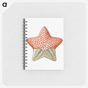 1-42_Ernst-Haeckel_memo