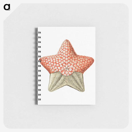 1-42_Ernst-Haeckel_memo