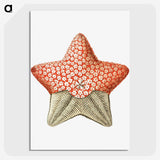 1-42_Ernst-Haeckel_picture-crop