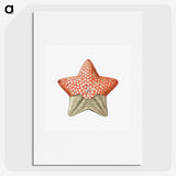 1-42_Ernst-Haeckel_picture