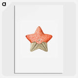 Vintage starfish marine life illustration - エルンスト ヘッケル Poster.