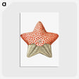 1-42_Ernst-Haeckel_postcard