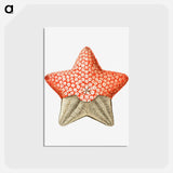 アートポストカード-Vintage starfish marine life illustration - エルンスト ヘッケル Postcard.