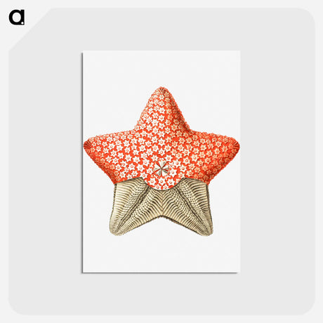 アートポストカード-Vintage starfish marine life illustration - エルンスト ヘッケル Postcard.