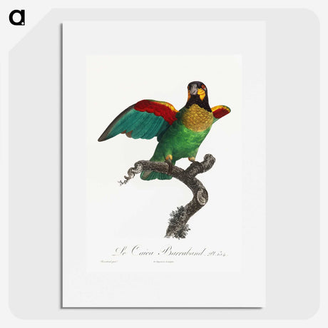 1-42_Francois-Levaillant_picture