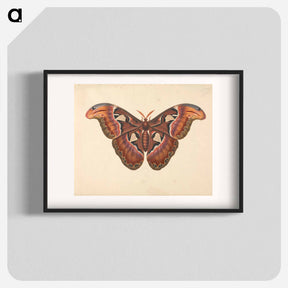 アートポスター-Atlas Moth
 - ジョージ エドワーズ Poster.