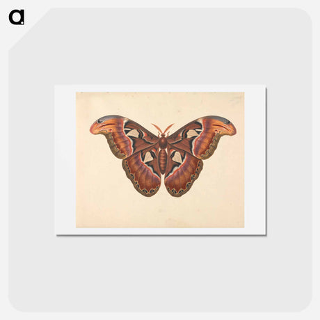 アートポストカード-Atlas Moth
 - ジョージ エドワーズ Postcard.