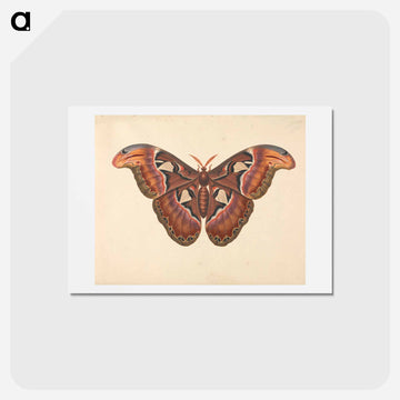 Atlas Moth
 - ジョージ エドワーズ Postcard.