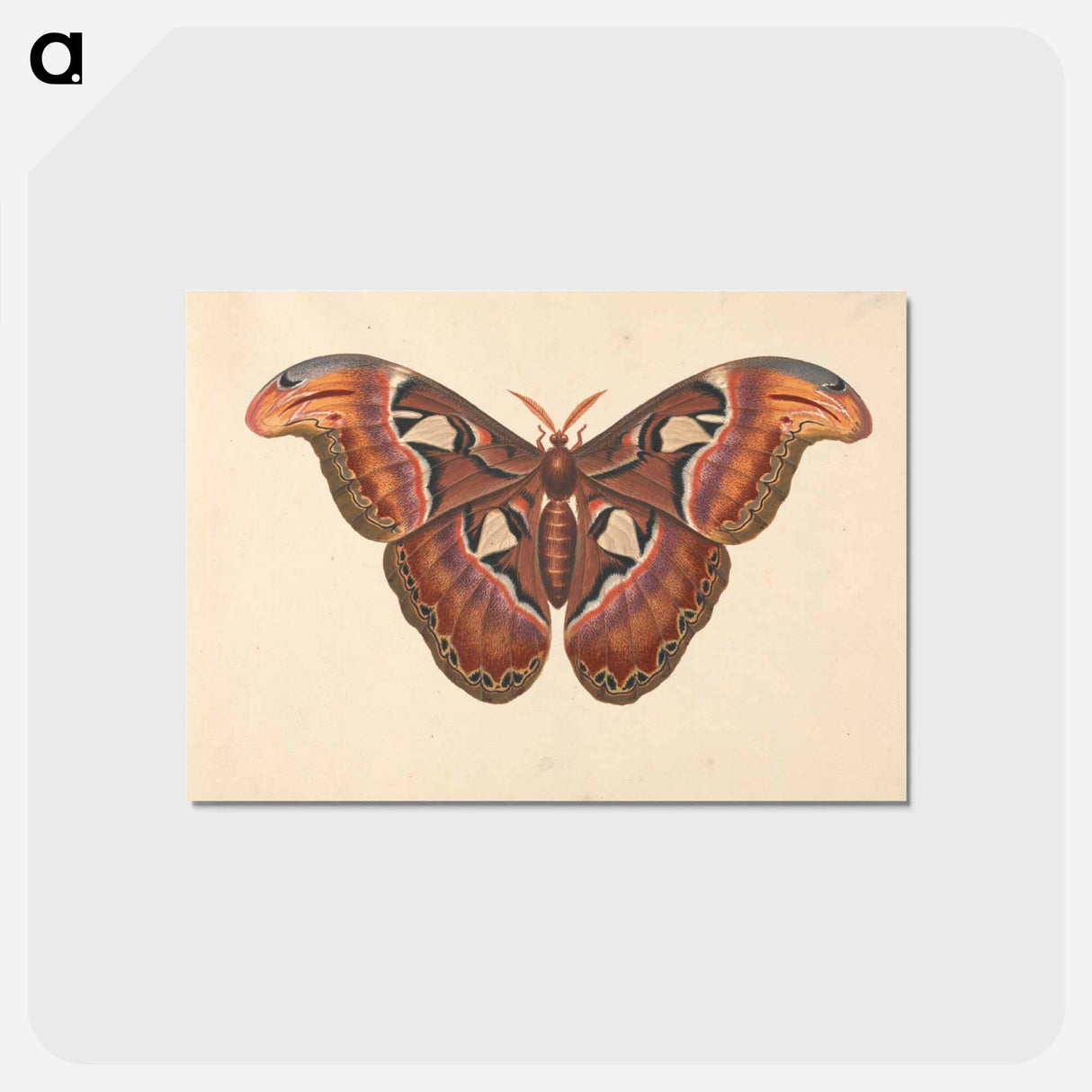 アートポストカード-Atlas Moth
 - ジョージ エドワーズ Postcard.