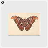 アートポストカード-Atlas Moth
 - ジョージ エドワーズ Postcard.
