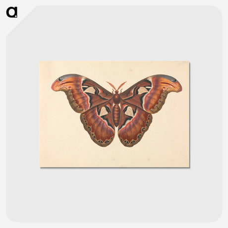 アートポストカード-Atlas Moth
 - ジョージ エドワーズ Postcard.